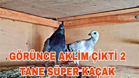 GÖRÜNCE AKLİM ÇİKTİ 2 TANE SÜPER KAÇAK VURGUNU YAPTİK YouTube