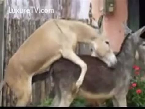 Donkey Fucking Porn Sex Pictures Pass