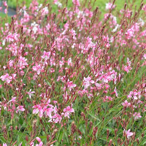 Prachtkerze Gaura Lindheimeri Siskiyou Pink