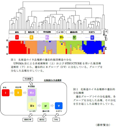 北海道地域で育成されたイネ品種群の遺伝的集団構造 農研機構