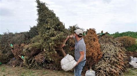 Lleva Tu Rbol Natural A Centros De Acopio No Lo Tires A Basura