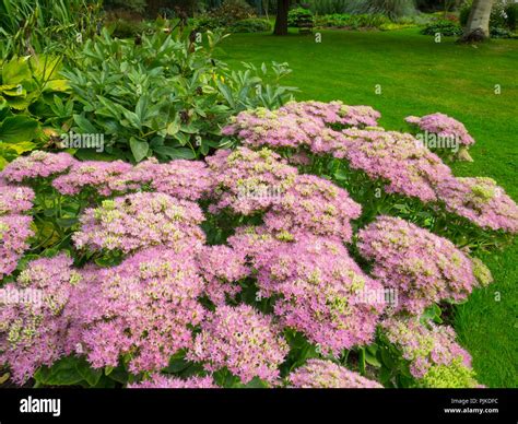 Sedum Hylotelephium Spectabile Stock Photo Alamy