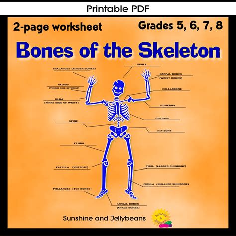 Skeletal System For Grade 4