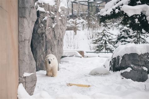 Explore Asahikawa (Zoo, Food & Snowflake Winter Tour) – Travel Hokkaido