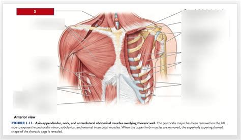 Wall muscles Diagram | Quizlet