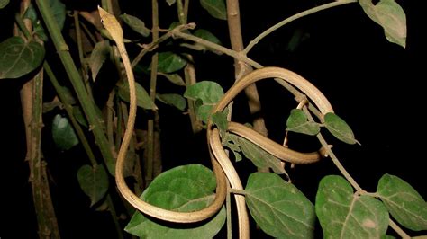 After A 100 Years A New Vine Snake Has Been Found From India Indias