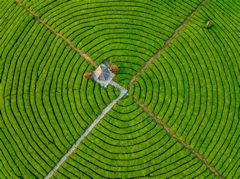 Aerial Photography Of Spring Tea Garden Picture And HD Photos | Free ...