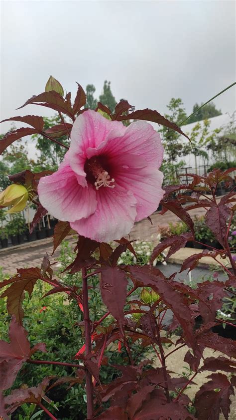 Hibiscus Moscheutos Summer Storm Hibiskus Bylinowy Summer Storm C2