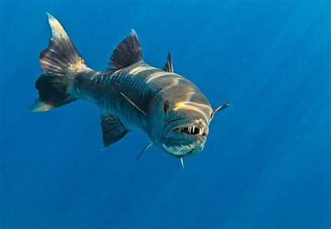 Barracuda Teeth Stock Photos, Pictures & Royalty-Free Images - iStock