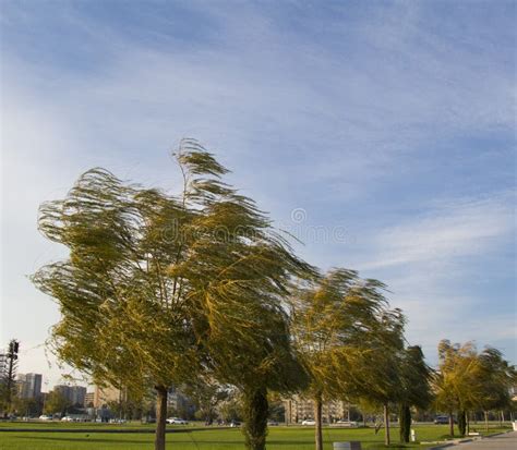 Trees on windy day stock photo. Image of city, blue, park - 80338988