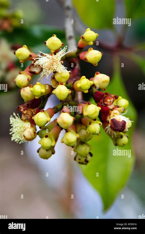 Clove Tree Indonesia Hi Res Stock Photography And Images Alamy