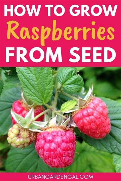 How To Grow Raspberries From Seed Artofit