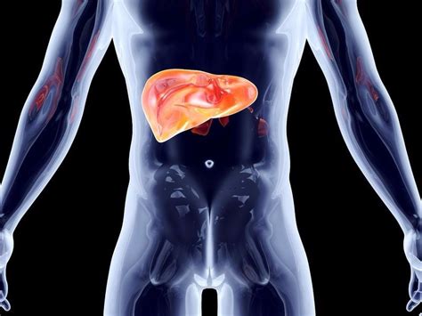 What are the stages of liver disease from initial inflammation to liver failure?