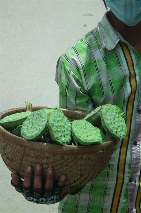 Lotus Pods Nelumbo Nucifera Lotus Pods Cooking