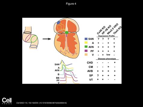 Converging Pathways And Principles In Heart Development And Disease Ppt Download