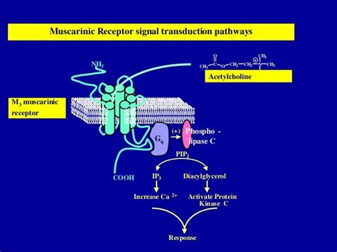 Cholinergic receptors and its modulators(agonists, antagonists etc)