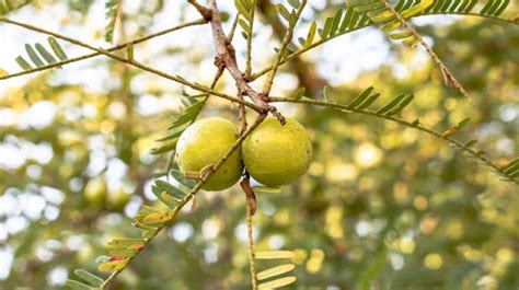 Amla Propriet E Usi Delluva Spina Indiana