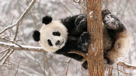 Cute Black and White Panda - Colors Photo (34711850) - Fanpop