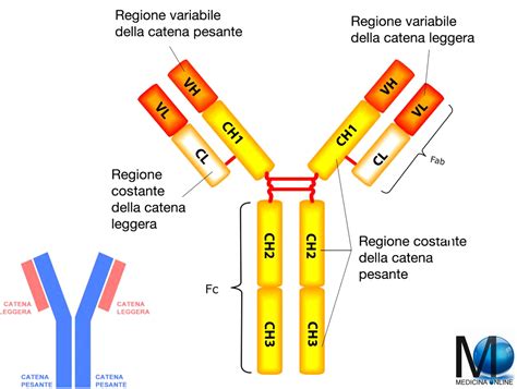 Anticorpi Immunoglobuline Tipi Caratteristiche E Funzioni