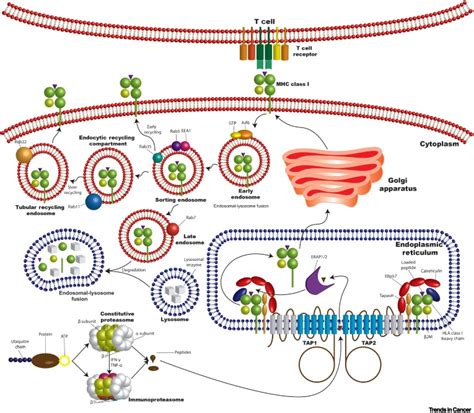 Hla Class I Antigen Processing Machinery Defects In Antitumor Immunity