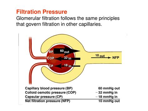 Glomerular Filtration Pressure