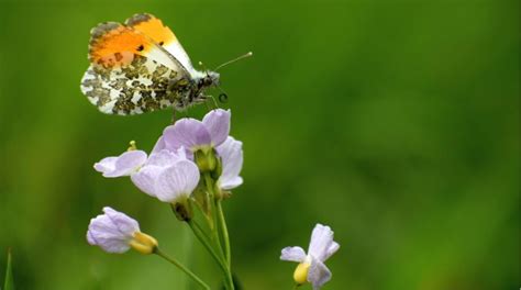 Where And When To See Wild Orchids In The Uk Plantlife