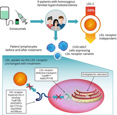 Functional Analysis Of LDLR Low Density Lipoprotein Receptor Variants