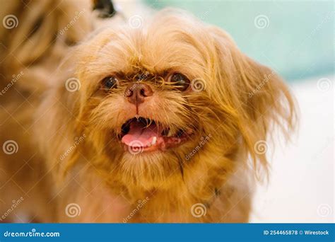 Little Fluffy Pekingese With Aggressive Facial Expression And Opened