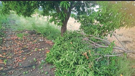 Unseasonal Rain मॉन्सूनपूर्व पावसाचा पुणे जिल्ह्याला तडाखाpre Monsoon Rains Hit Pune District