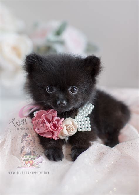 Pomeranian Puppies and Pomeranians For Sale in South Florida | Teacups, Puppies & Boutique