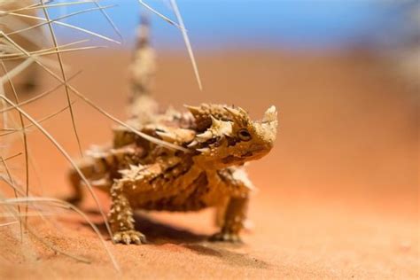 What you'll see at the Alice Springs Desert Park - Curious Campers