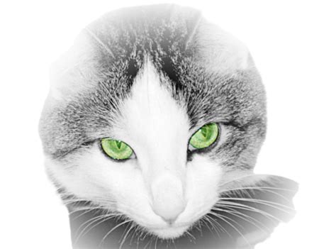 Green Eyed Cat Close Up Cat, Fur, Indoor, Head PNG Transparent Image and Clipart for Free Download