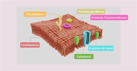 Membrana Plasmática Ou Celular Função E Estrutura Toda Matéria