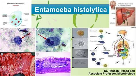 Entamoeba Histolytica Ppt