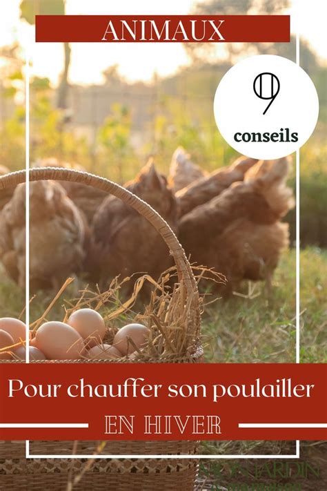 Vos Poules Ont Froid Voici Comment Bien Chauffer Un Poulailler En