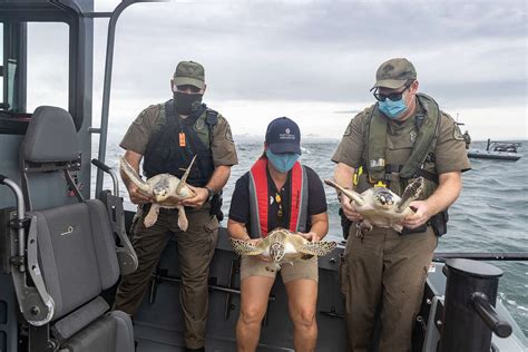 Aquarium Releases 3 Rehabilitated Turtles Off The Coast Of Maryland