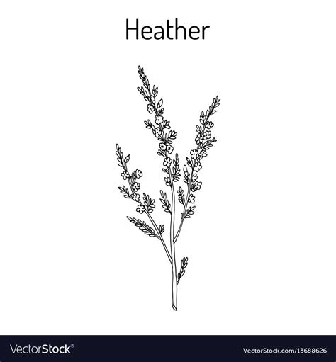 Heather Calluna Vulgaris Branch With Leaves Vector Image On Vectorstock