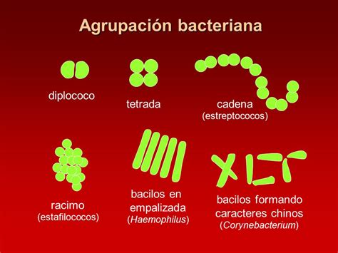 LAS BACTERIAS COMO PATOGENOS Ppt Descargar