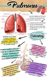 Fisiologia pulmonar Apuntes de Fisiología Docsity