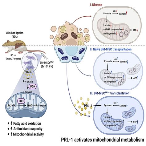 Increased PRL 1 In BM Derived MSCs Triggers Anaerobic Metabolism Via