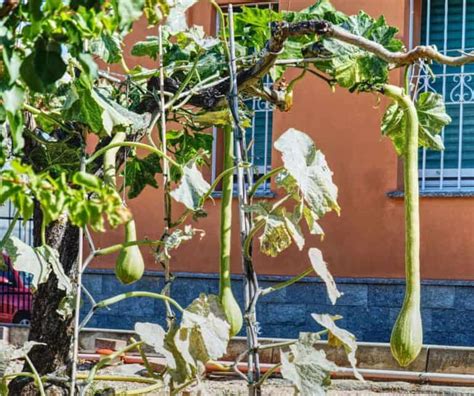 Zucchina Trombetta Di Albenga Quando Si Pianta E Come Si Coltiva