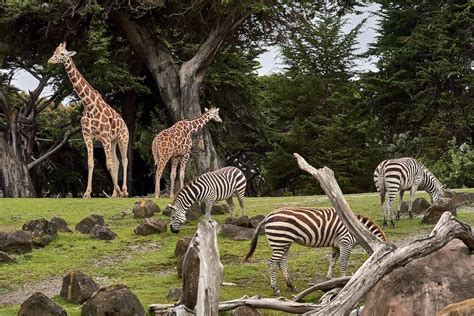 18 Best Zoos in England for a Day Out in 2023 | Day Out in England