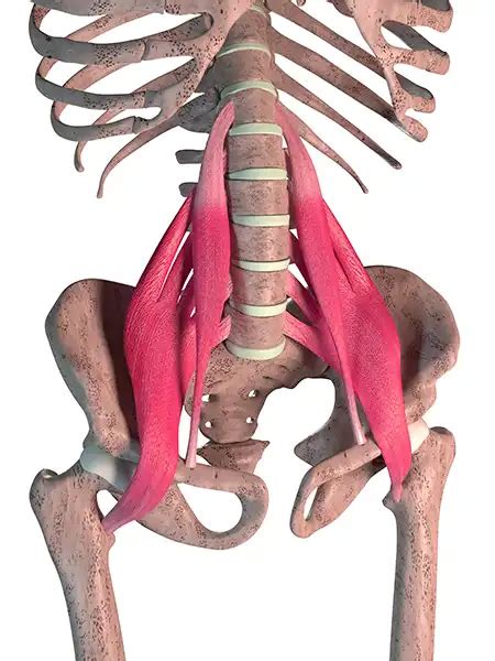 7 Psoas Stretching Exercises To Release Sore Hip Muscles