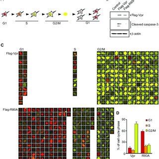 A Vpr Induces Apoptosis At G1 A And G2 B Without G2 Arrest Vpr