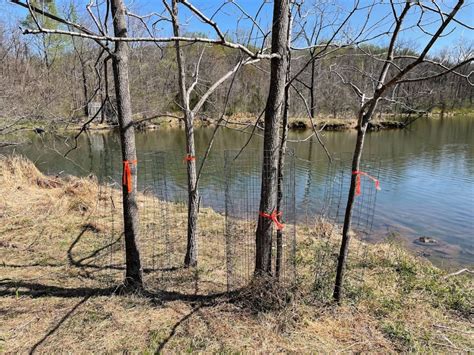 Tree Protection How To Protect Trees From Beaver Chewing