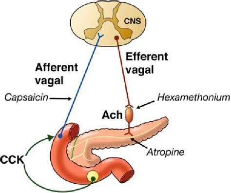 Figure 5 from Cholecystokinin and gastrin receptors. - Semantic Scholar