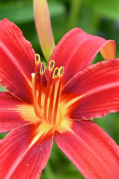 Daylily Crimson Pirate Photograph By Cheryl Krug Fine Art America