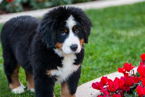 The Mini Bernese Mountain Dog: Shrinking A Gentle Giant