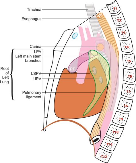 Techniques Of Linear Endobronchial Ultrasound Intechopen