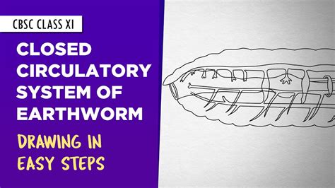 How To Draw Closed Circulatory System Earthworm In Easy Steps 11th